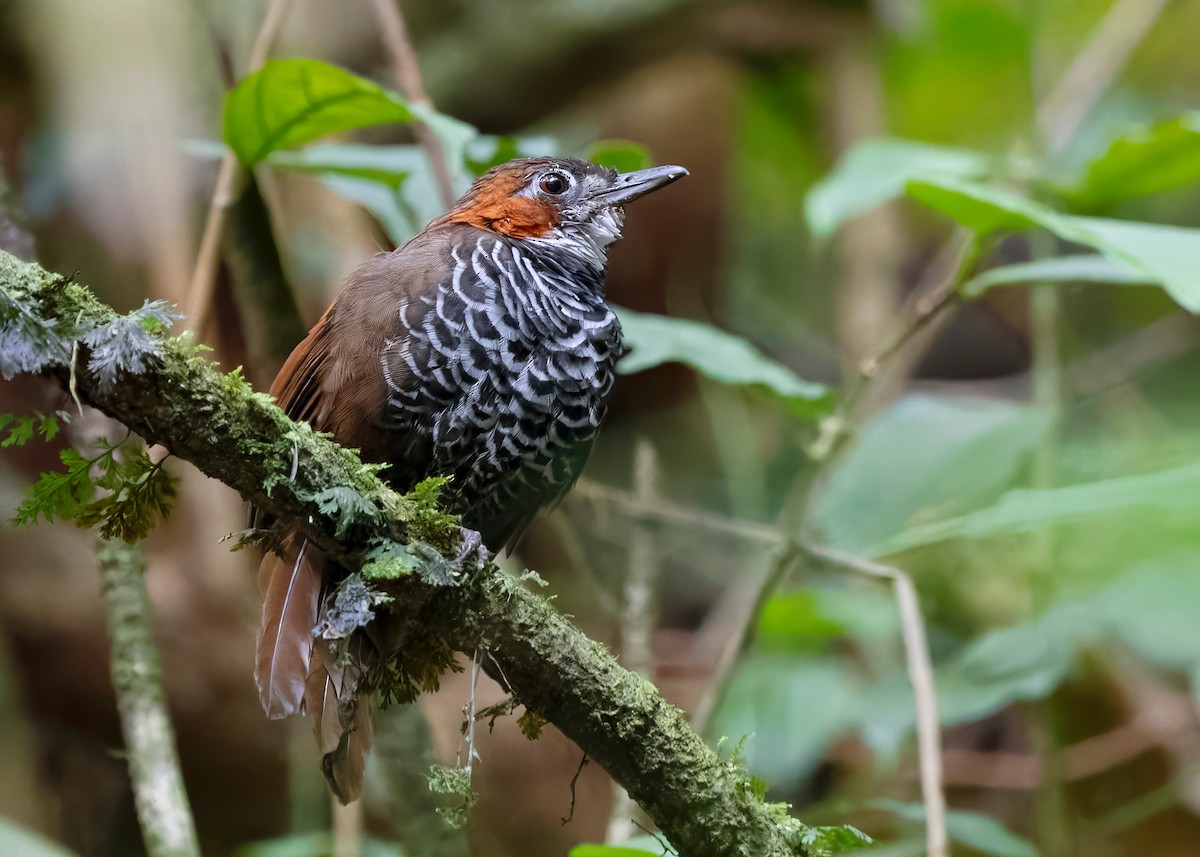 Marbled Wren-Babbler - ML642518904