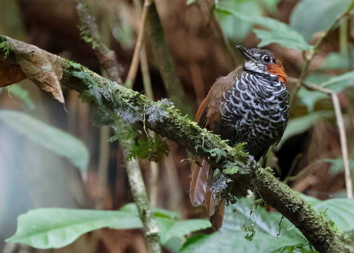 Marbled Wren-Babbler - ML642518905