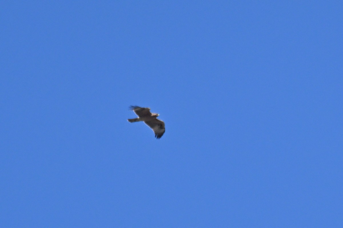 Bonelli's Eagle - ML642518908