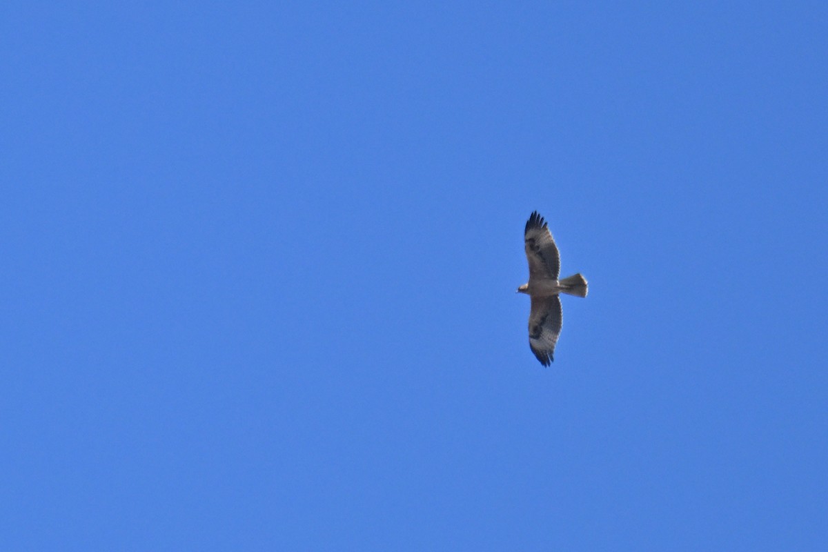 Bonelli's Eagle - ML642518909