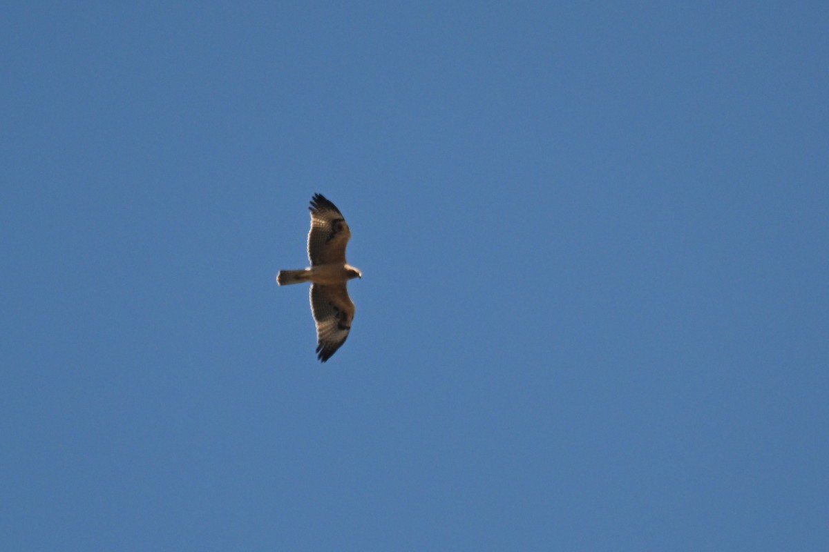 Bonelli's Eagle - ML642518910