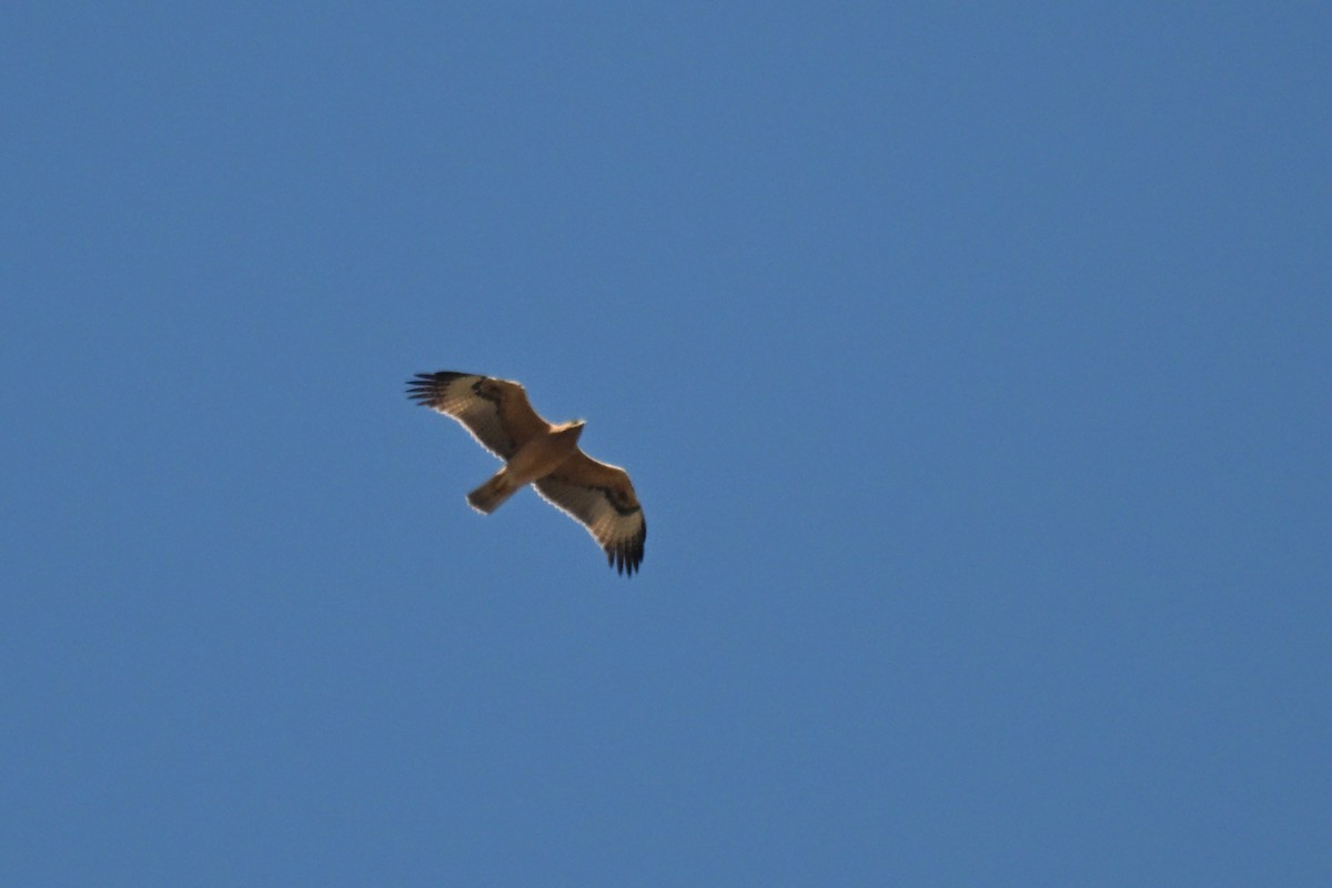 Bonelli's Eagle - ML642518911
