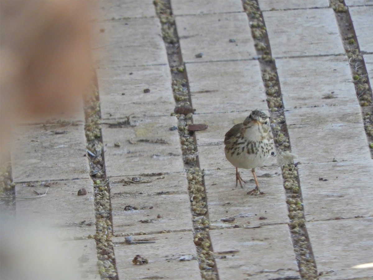 Berthelot's Pipit - ML642518914