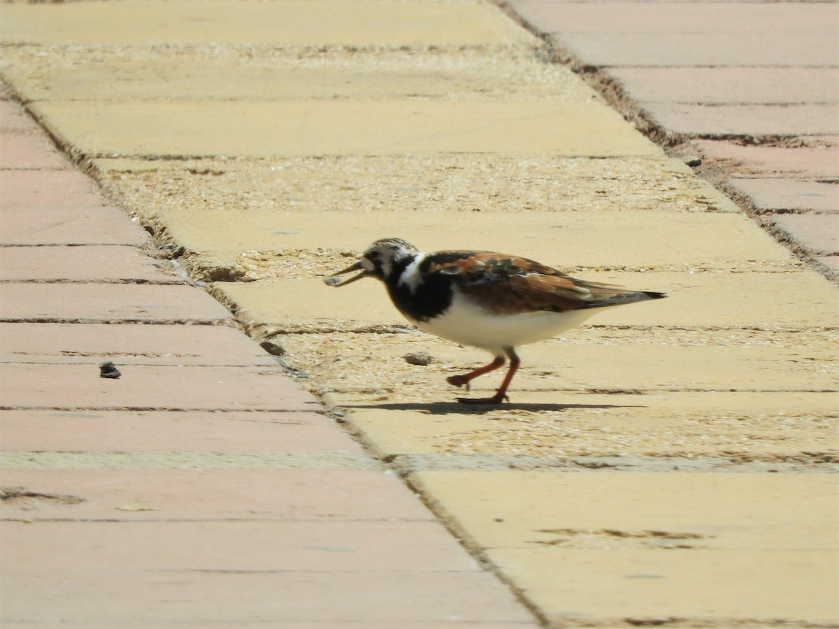 Ruddy Turnstone - ML642518915