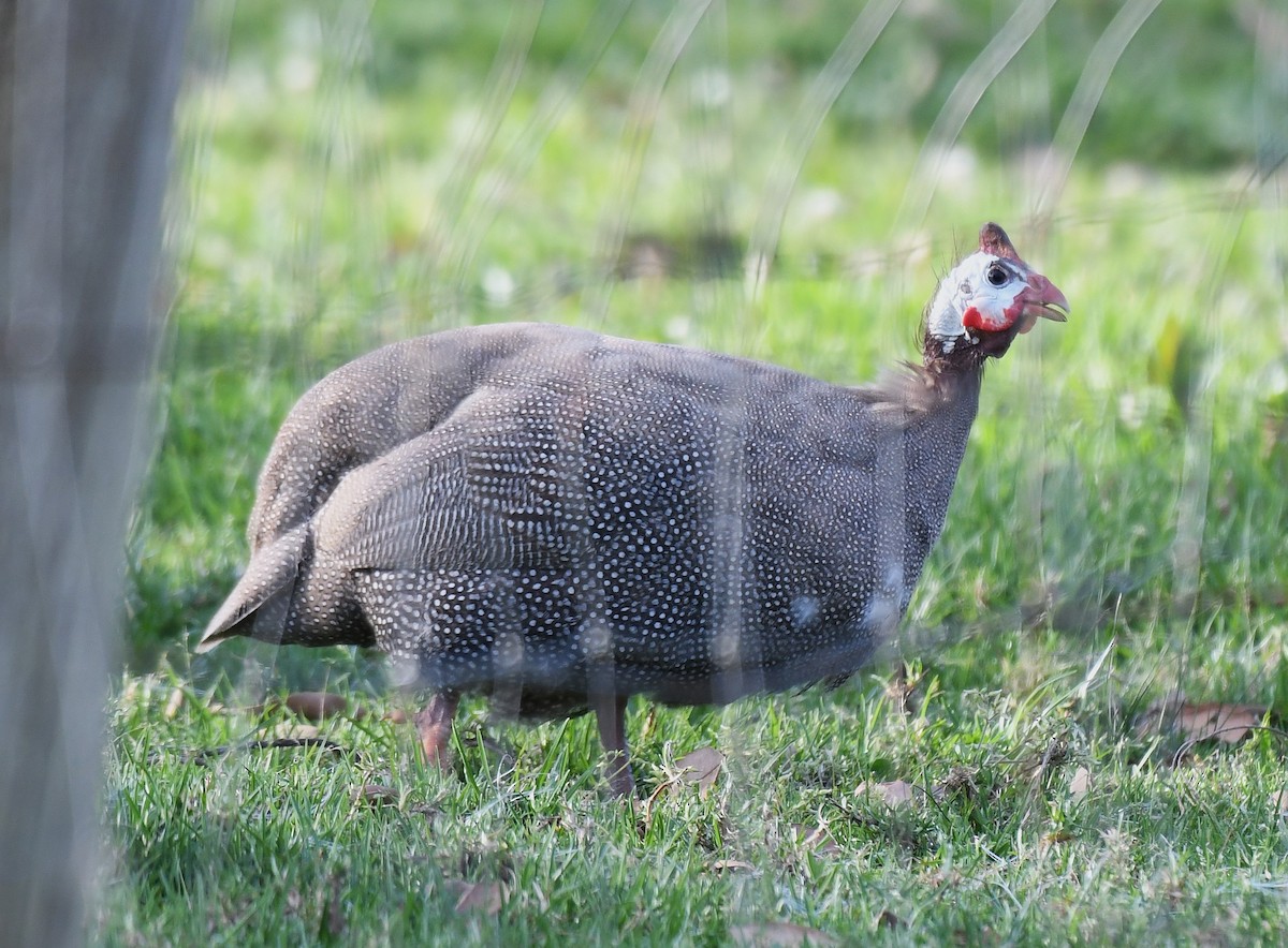 Helmeted Guineafowl (Domestic type) - ML642518917