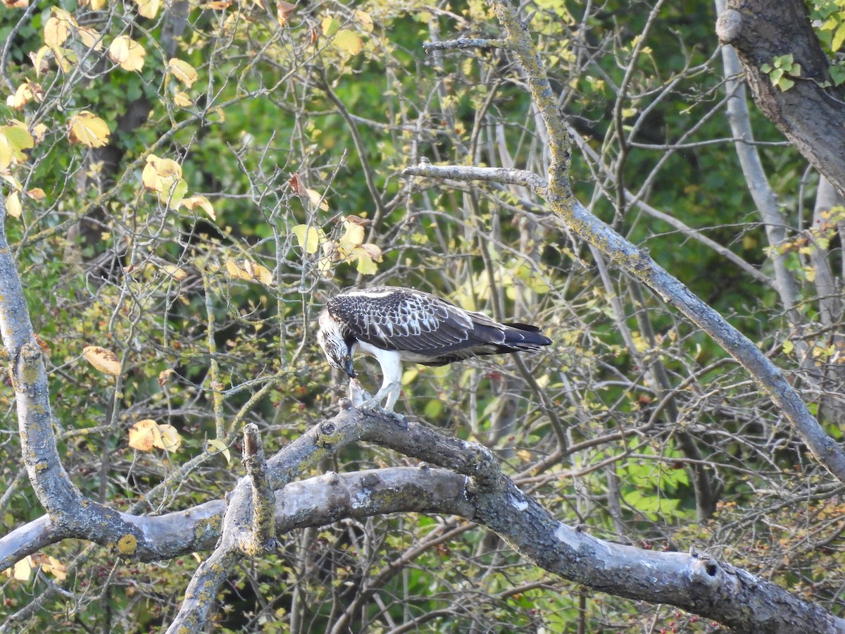 Osprey - ML642518921