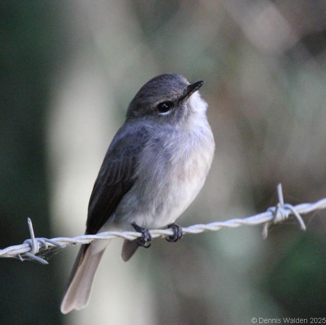 African Dusky Flycatcher - ML642518922