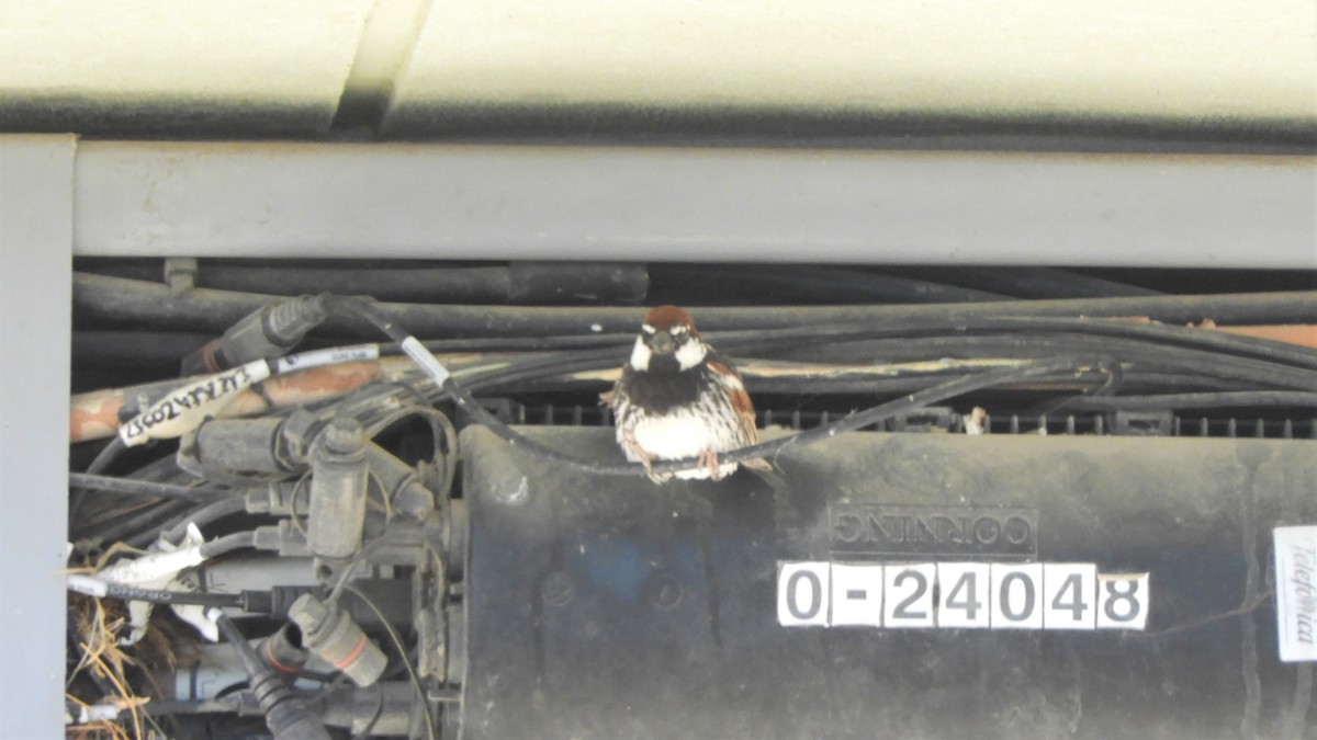 Spanish Sparrow - ML642518923