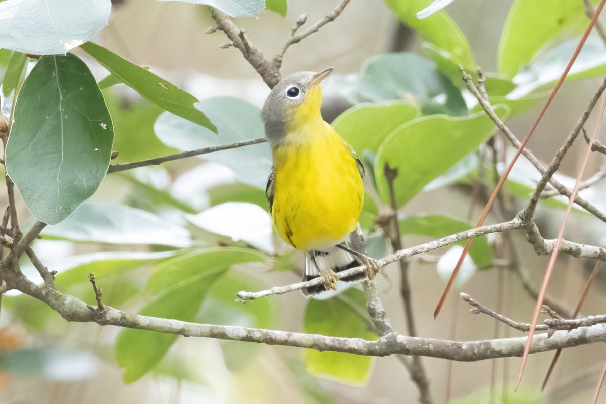 Magnolia Warbler - ML642518924
