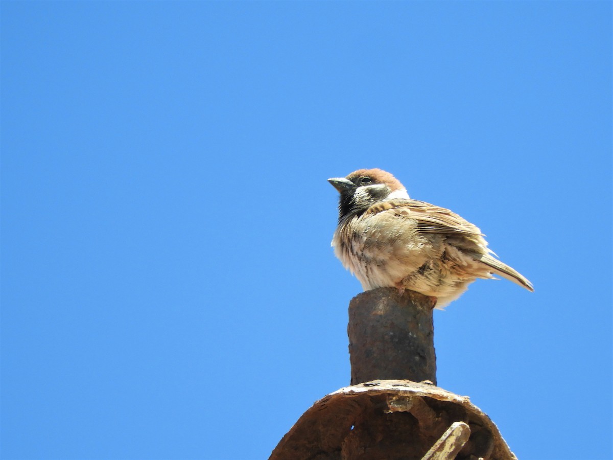 Eurasian Tree Sparrow - ML642518925