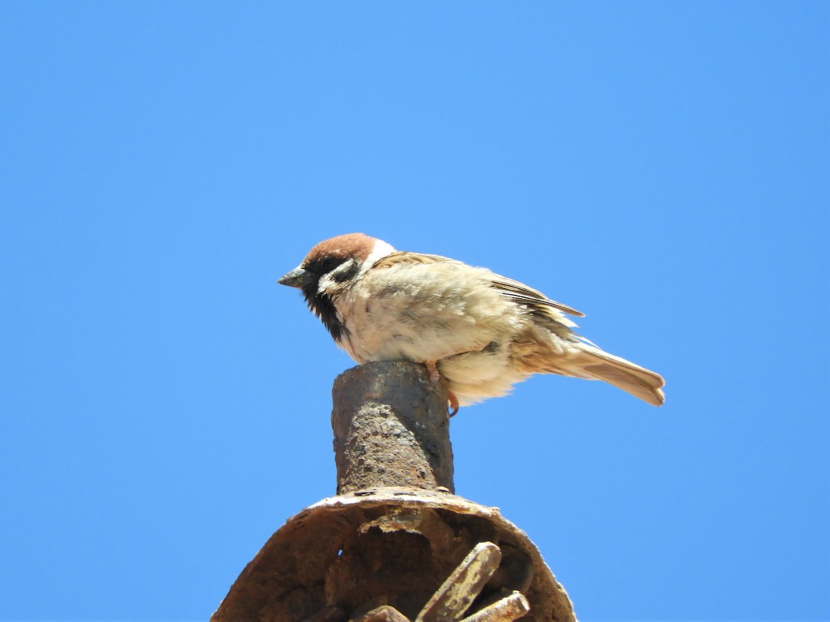 Eurasian Tree Sparrow - ML642518926