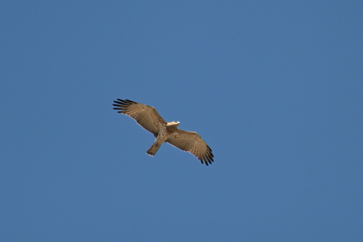 Short-toed Snake-Eagle - ML642518927