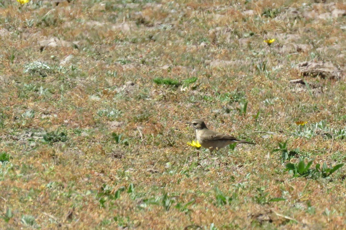 Plain-backed Pipit - ML642518928