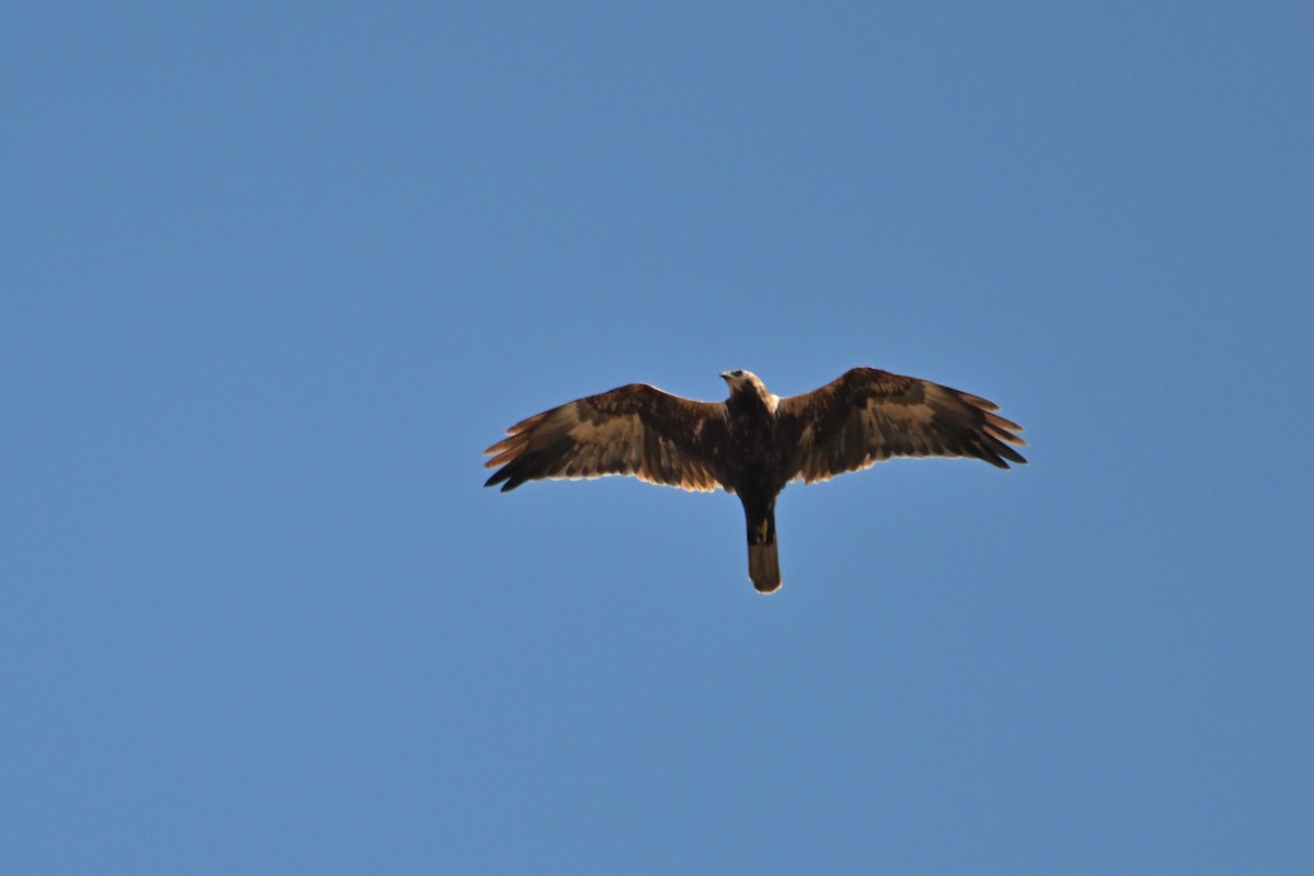 Western Marsh Harrier - ML642518931