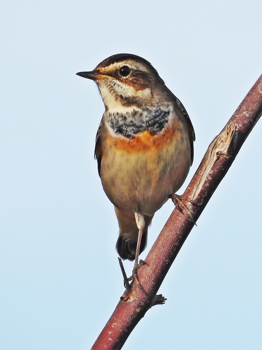 Bluethroat - ML642518932