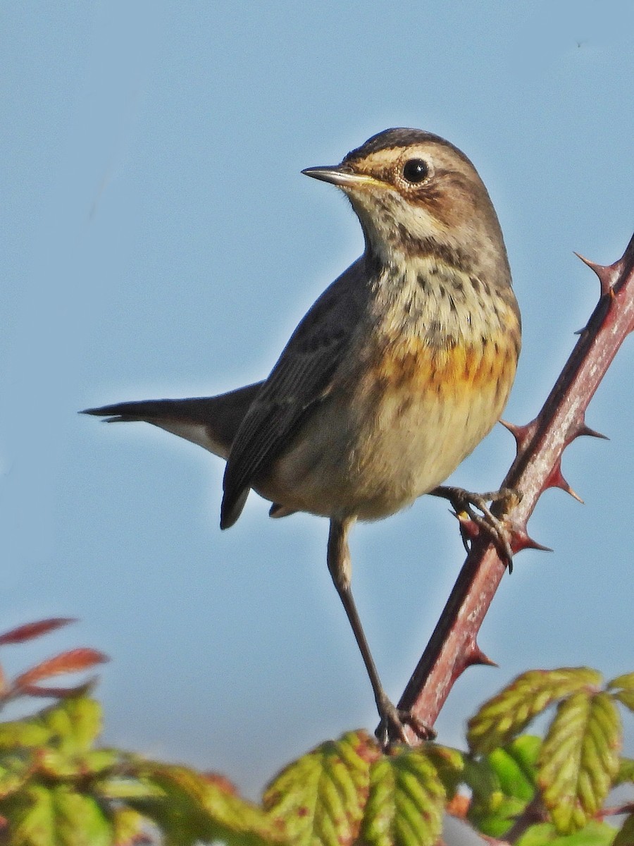 Bluethroat - ML642518933