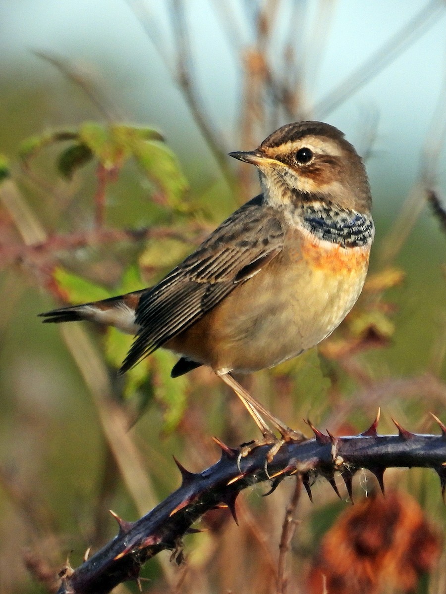 Bluethroat - ML642518934