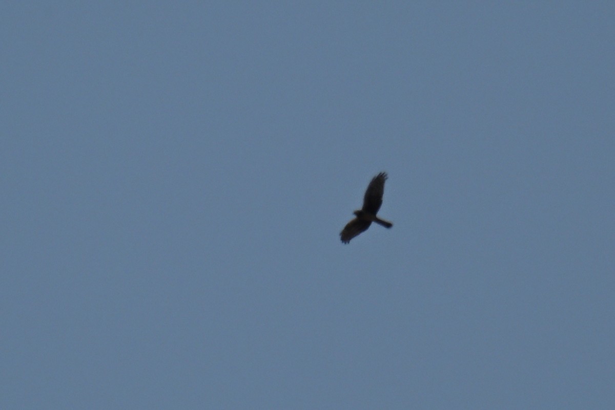 Hen Harrier - ML642518935