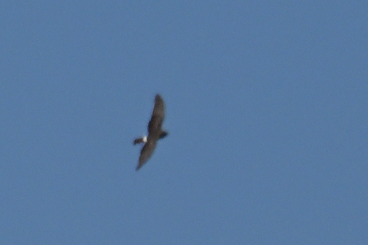 Hen Harrier - ML642518936
