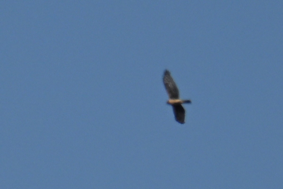 Hen Harrier - ML642518937
