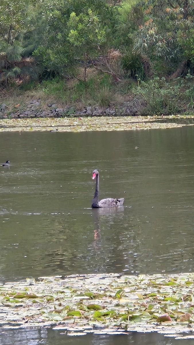 Black Swan - ML642518938