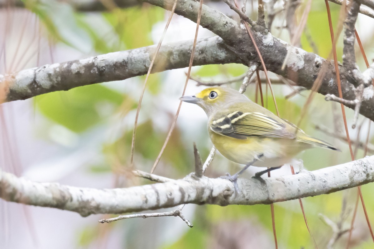 White-eyed Vireo - ML642518939