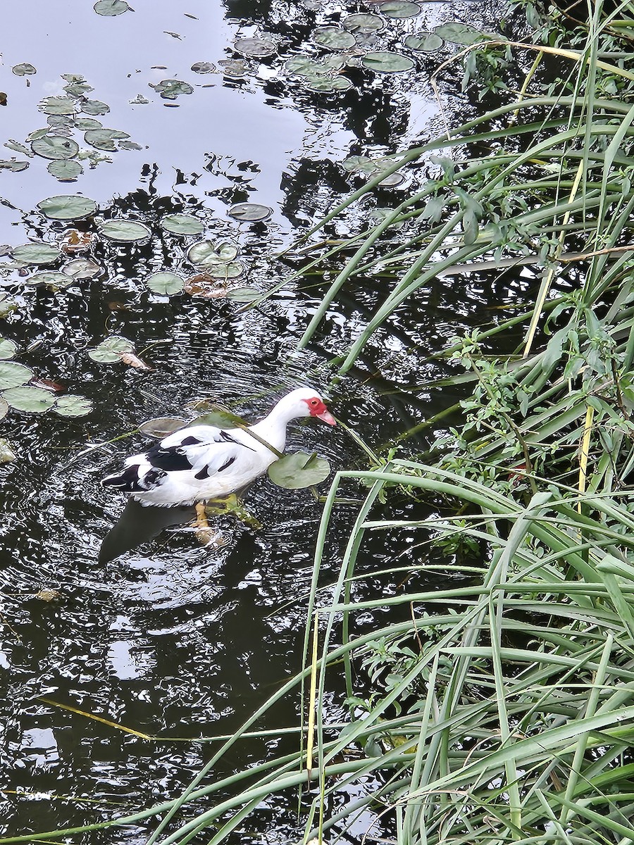 Muscovy Duck (Domestic type) - ML642518940