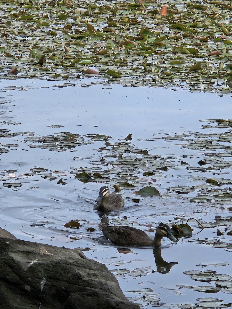 Pacific Black Duck - ML642518941