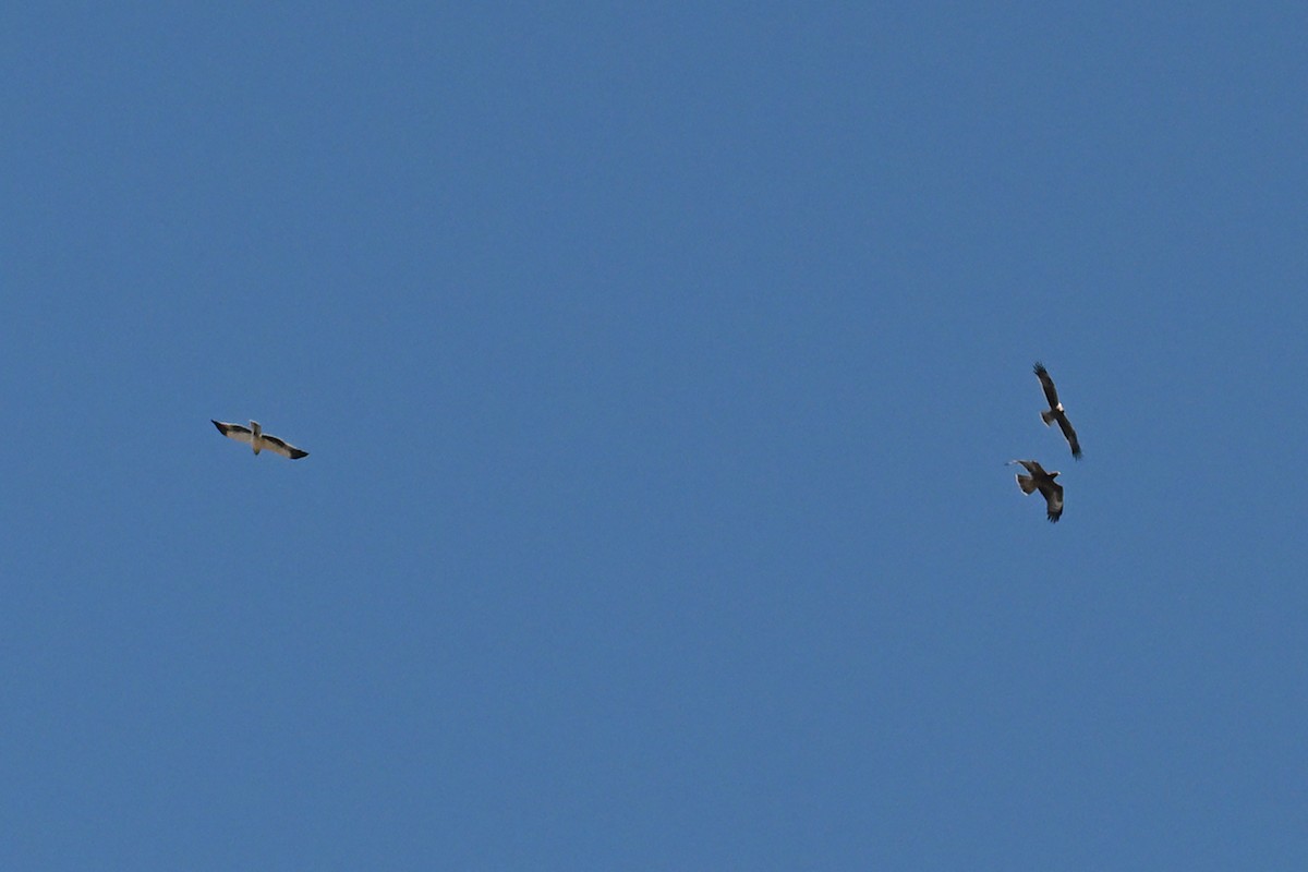 Booted Eagle - ML642518942