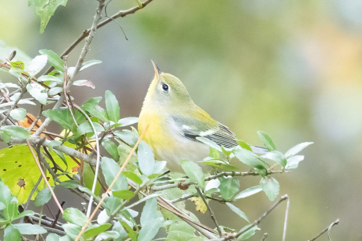 Northern Parula - ML642518943