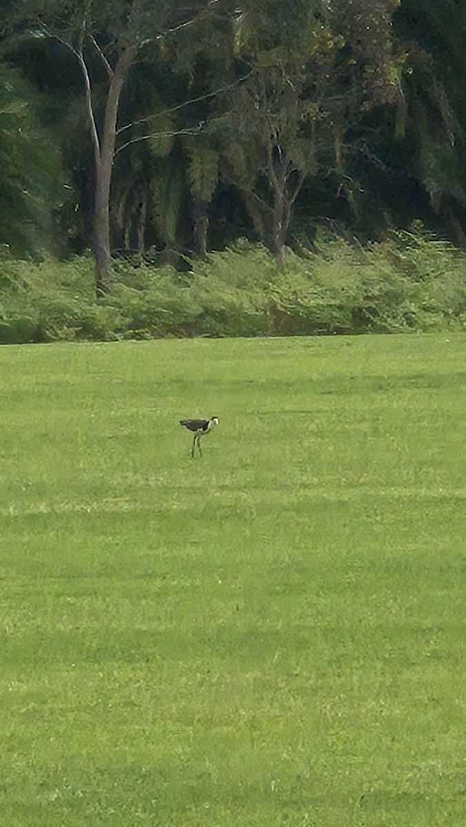Masked Lapwing - ML642518944