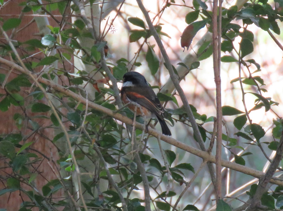 Cape Batis - ML642518946