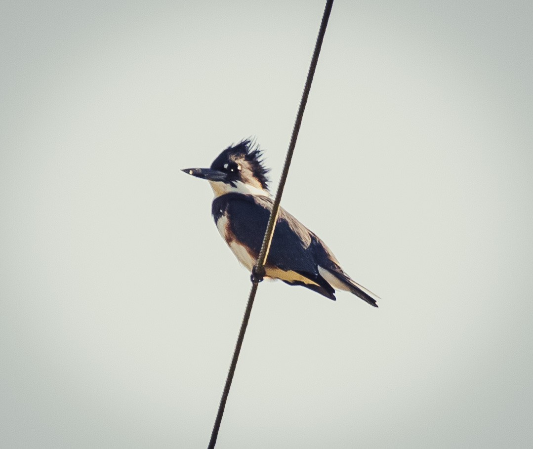 Belted Kingfisher - ML642518948