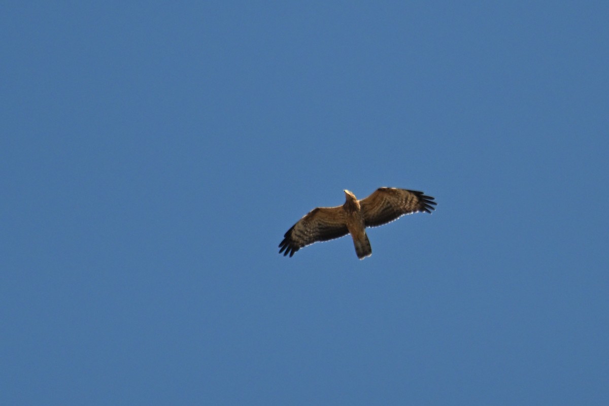 European Honey-buzzard - ML642518950