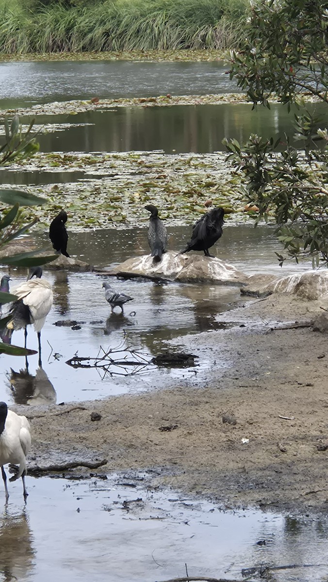 Little Black Cormorant - ML642518954