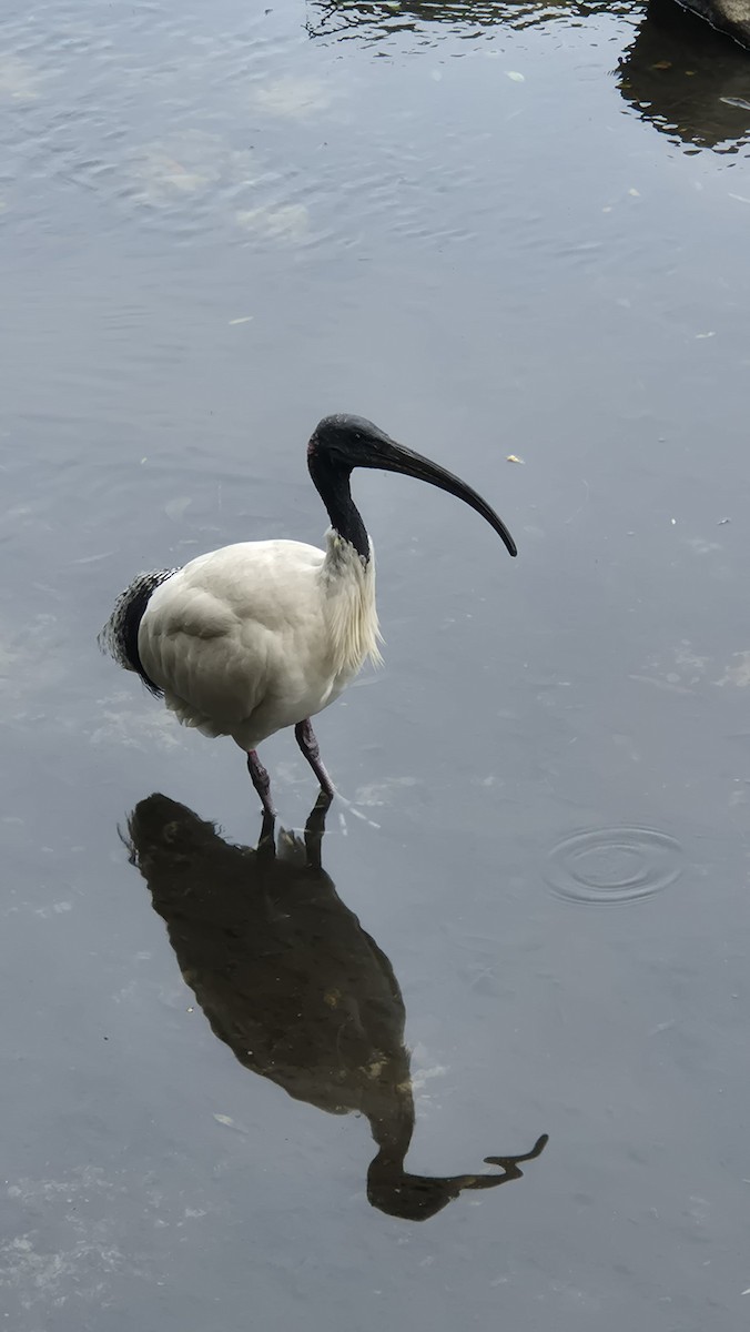 Australian Ibis - ML642518955