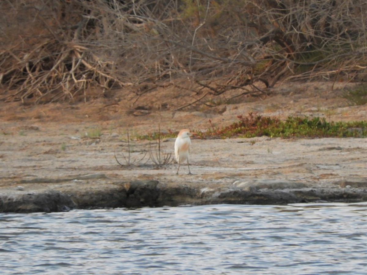 Western Cattle-Egret - ML642518959