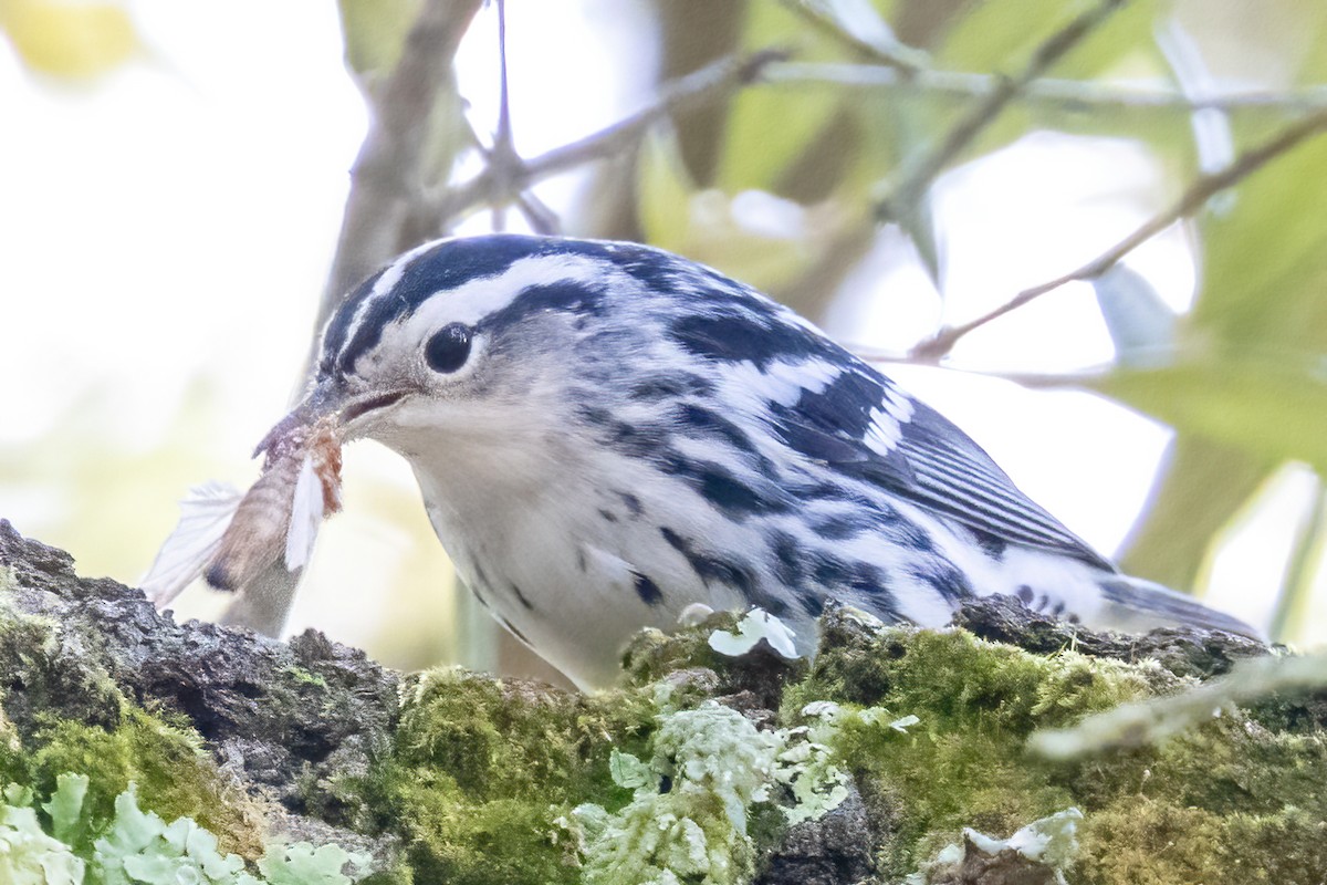 Black-and-white Warbler - ML642518961