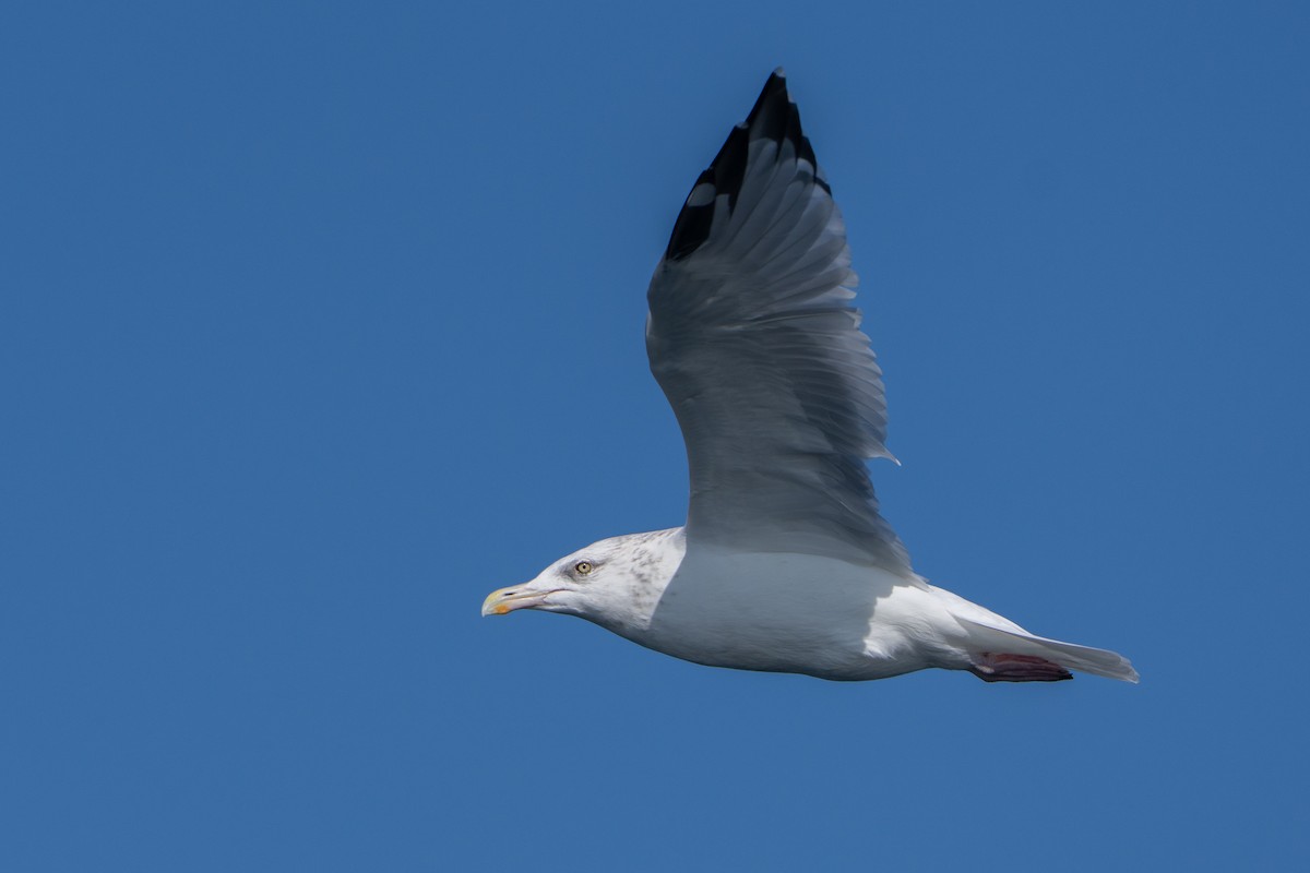 American Herring Gull - ML642518963
