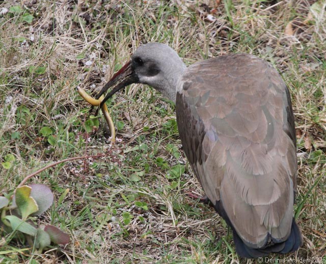Hadada Ibis - ML642518964