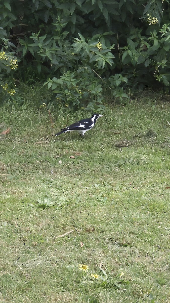 Magpie-lark - ML642518970