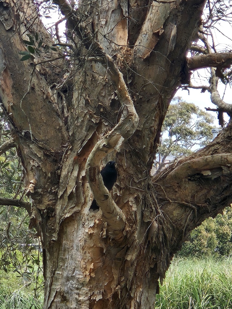 Pied Currawong - ML642518975