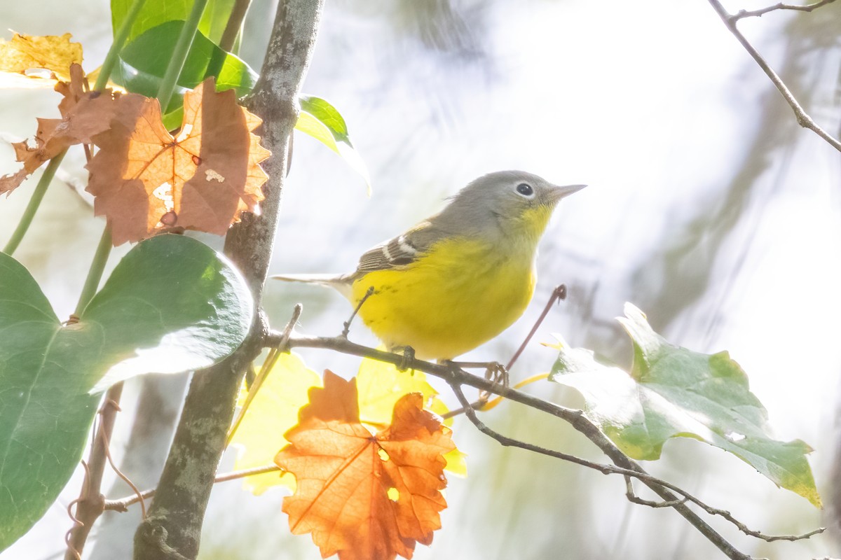 Magnolia Warbler - ML642518978