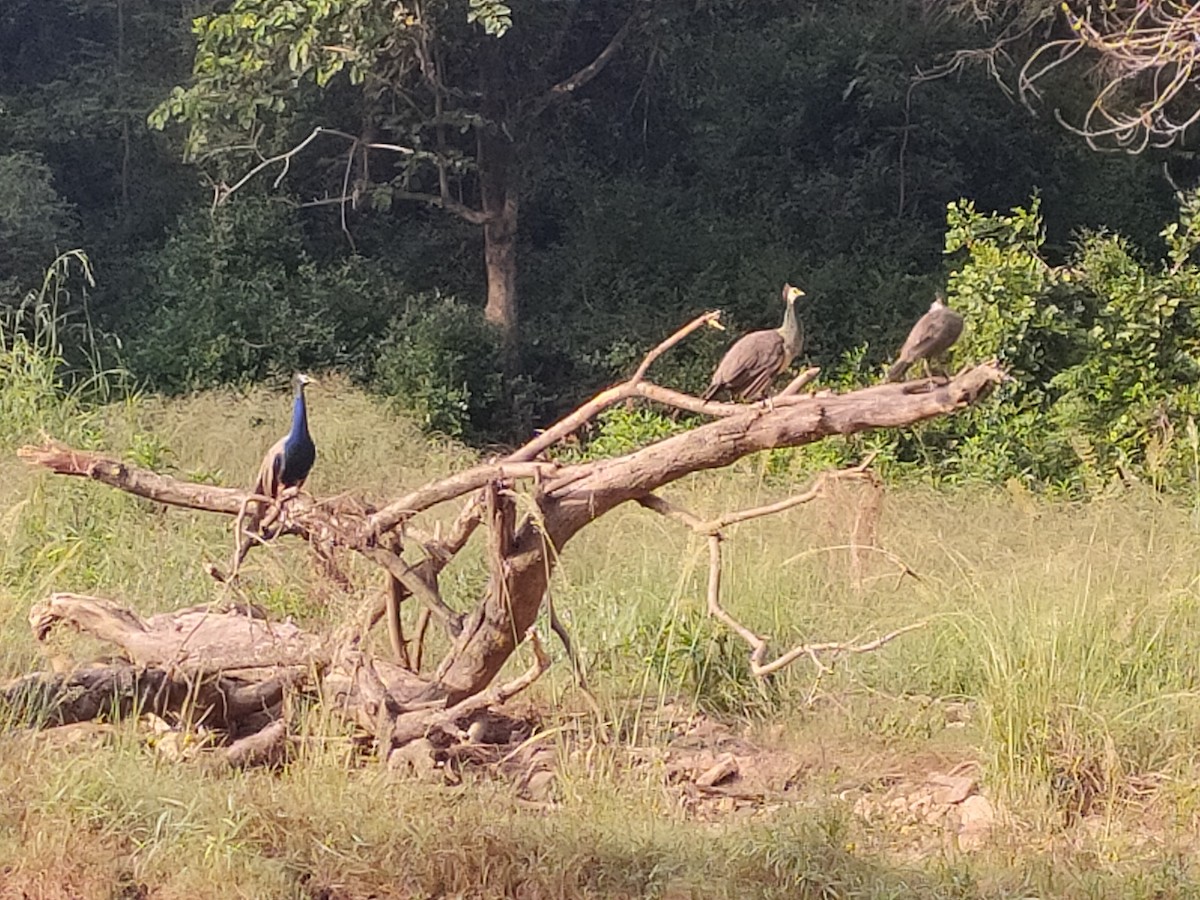 Indian Peafowl - ML642518980