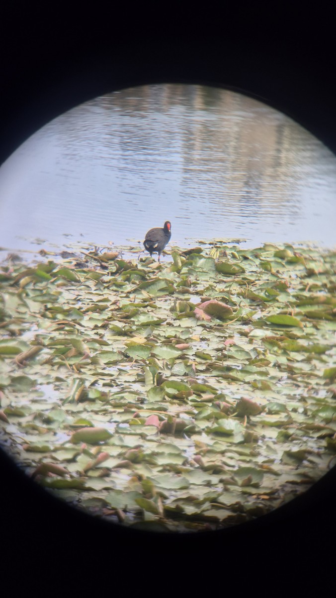 Dusky Moorhen - ML642518987