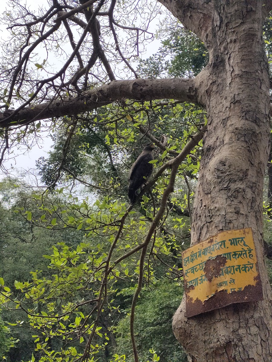 Crested Serpent-Eagle - ML642518991