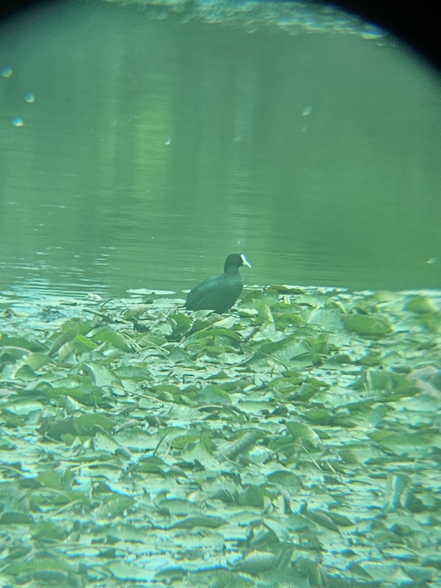 Eurasian Coot - ML642518992
