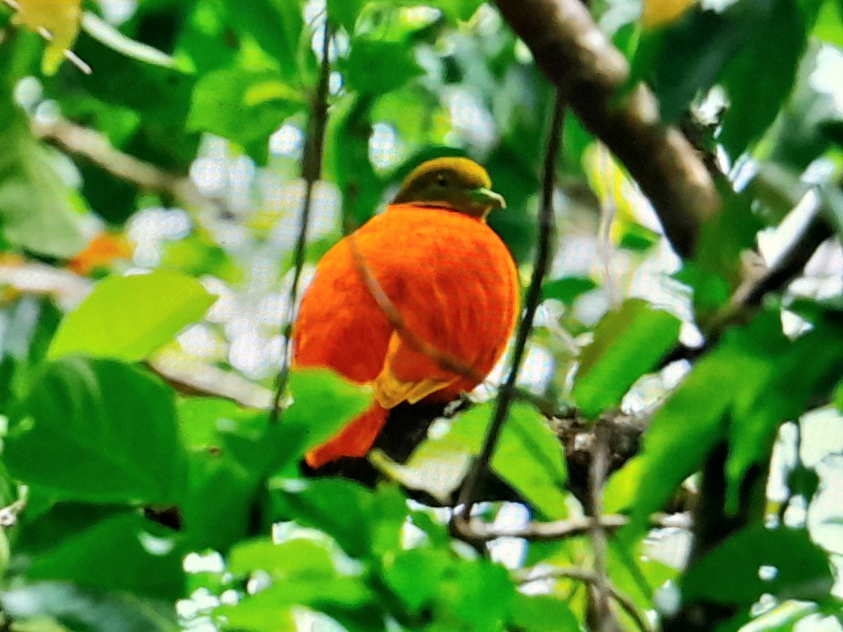 Orange Dove - ML642519052