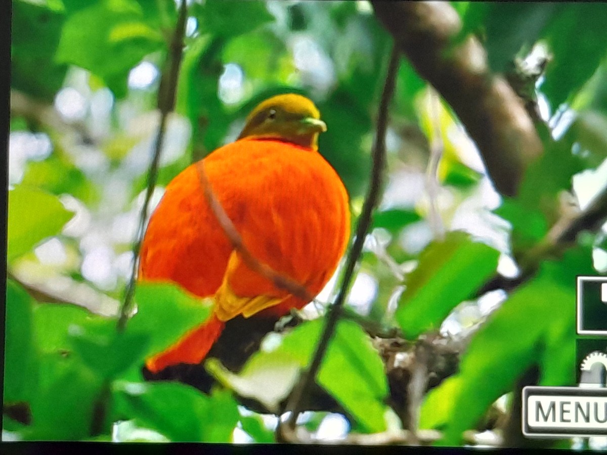 Orange Dove - ML642519053