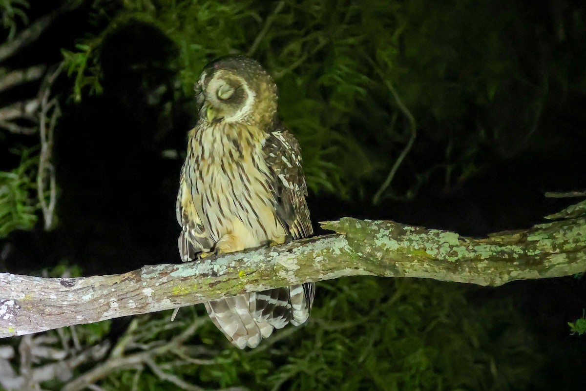 Mottled Owl - ML642519057